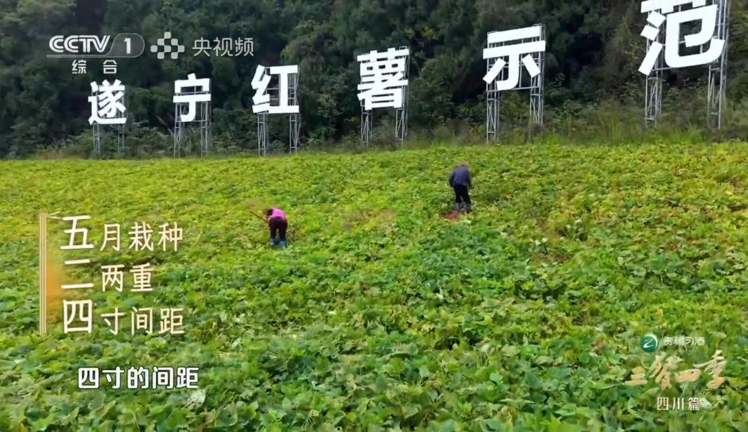 安居524红苕：从“土疙瘩”到“金疙瘩”的科技蜕变