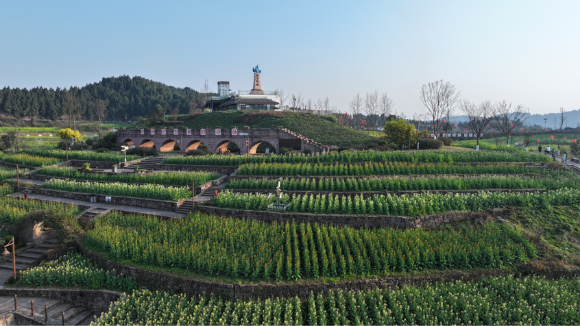 五彩油菜花绽放迎客 正是赏花游玩好时节