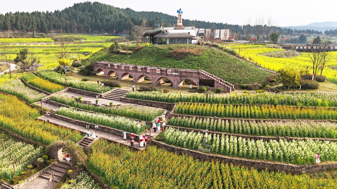 海龙凯歌彩色油菜花开了！来安居打卡“春日调色盘”