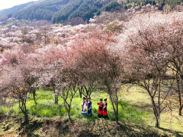 马边：5万亩青梅盛放 “梅”好经济促振兴