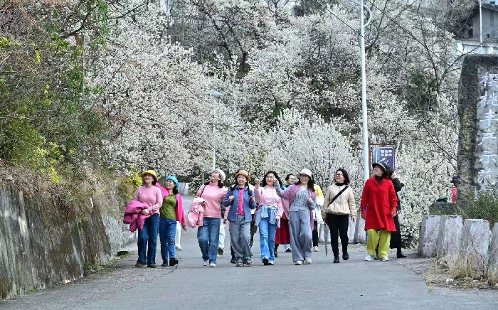 广元朝天万余亩樱桃花进入盛花期