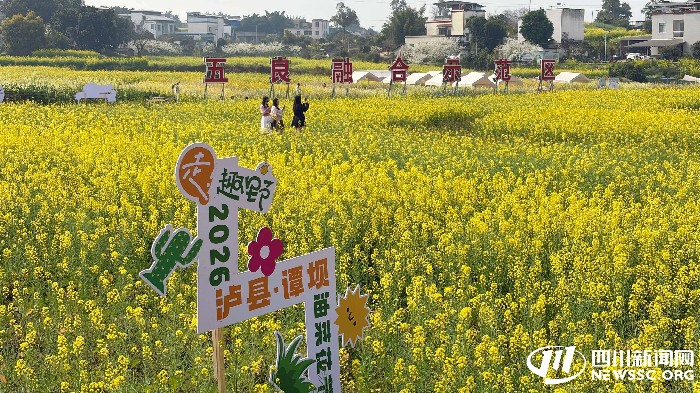 “满城尽带黄金甲”！ 四川各地油菜花盛放 周末来赴一场“黄金海”