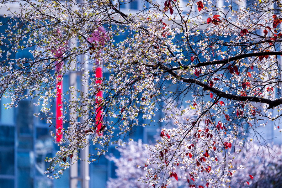 美不胜收，河东红叶李盛开！