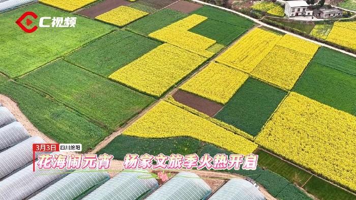 花海闹元宵，杨家文旅季火热开启 ｜这里是绵阳·赏花季