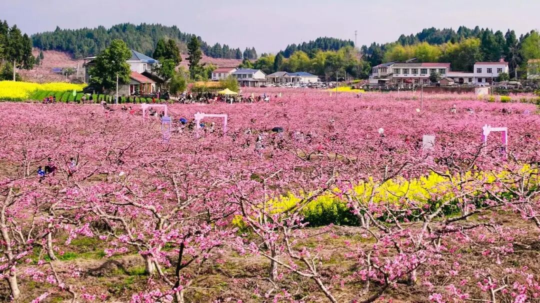 春日限定！这个周末，一起去安居区保石镇免费打卡千亩粉色浪漫花海
