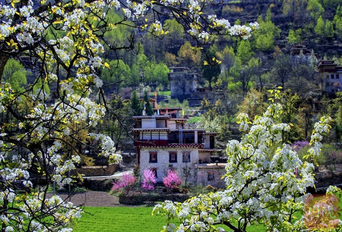 梨花如雪映古碉 四川丹巴将举办“梨花下的音乐骑行派对”