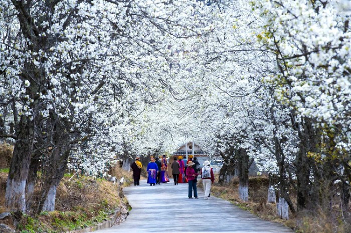 金川梨花季走过十年：古梨新生，文旅谋变