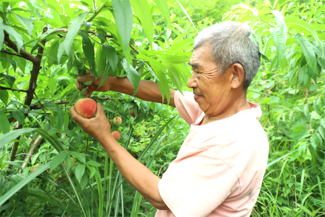 海龙村生态桃林迎丰收 甜桃飘香致富路