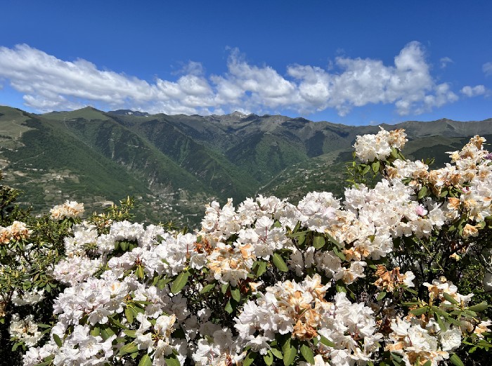 丹巴县太平桥乡杜鹃花文化活动启幕