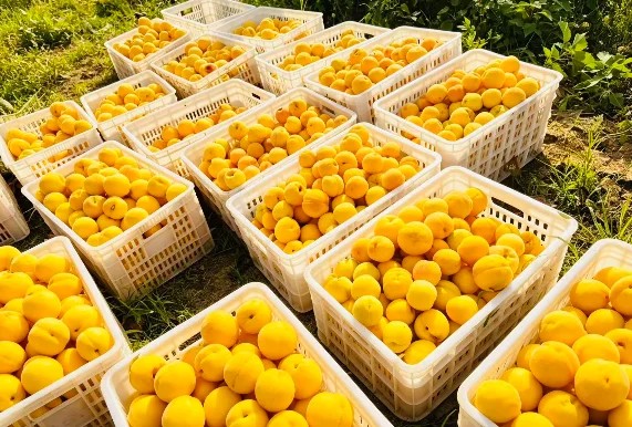 广元昭化：黄桃满枝迎丰收 农旅融合助振兴