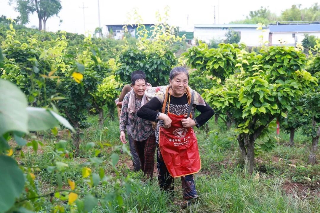 深耕“国字号”品牌，常理镇黄金梨这样升级