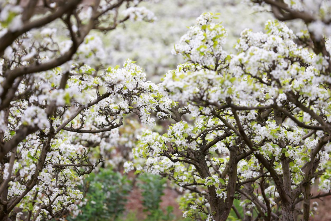 安逸！安居这片千亩梨花海美翻了！