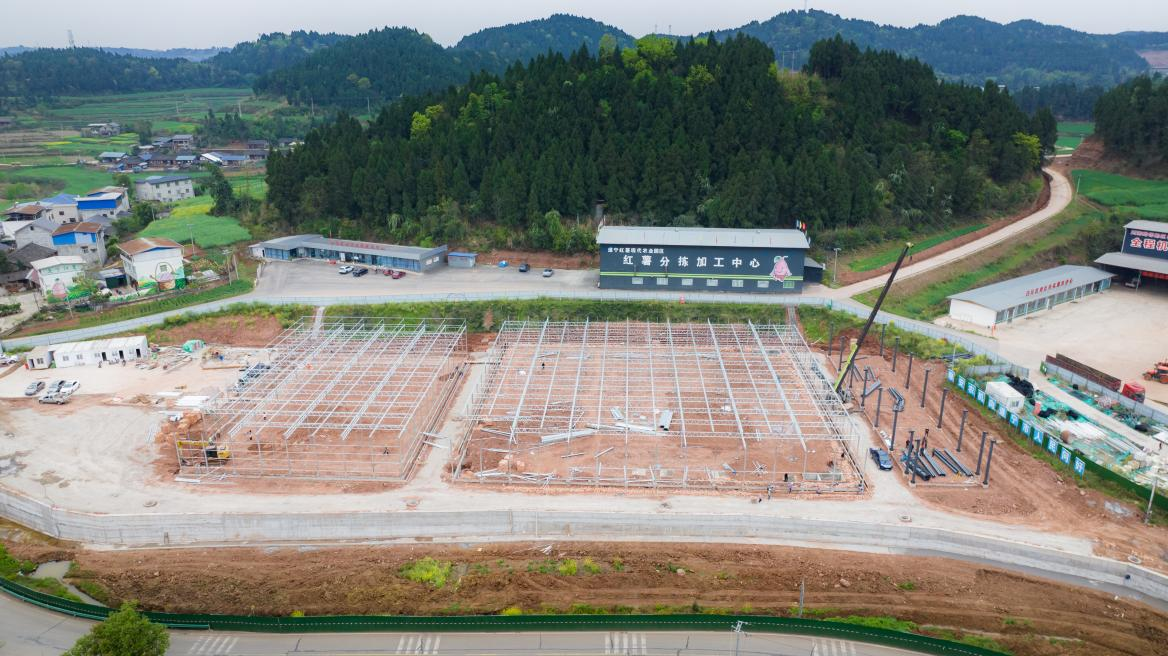 冲刺6月！遂宁红薯“芯”基地加速建设