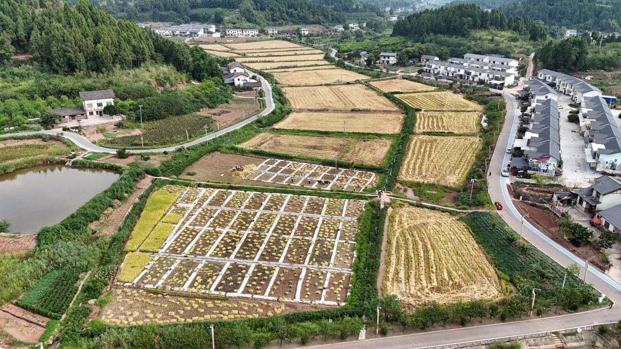 12亩“试验田”种出高产“优等生”，增产有门道