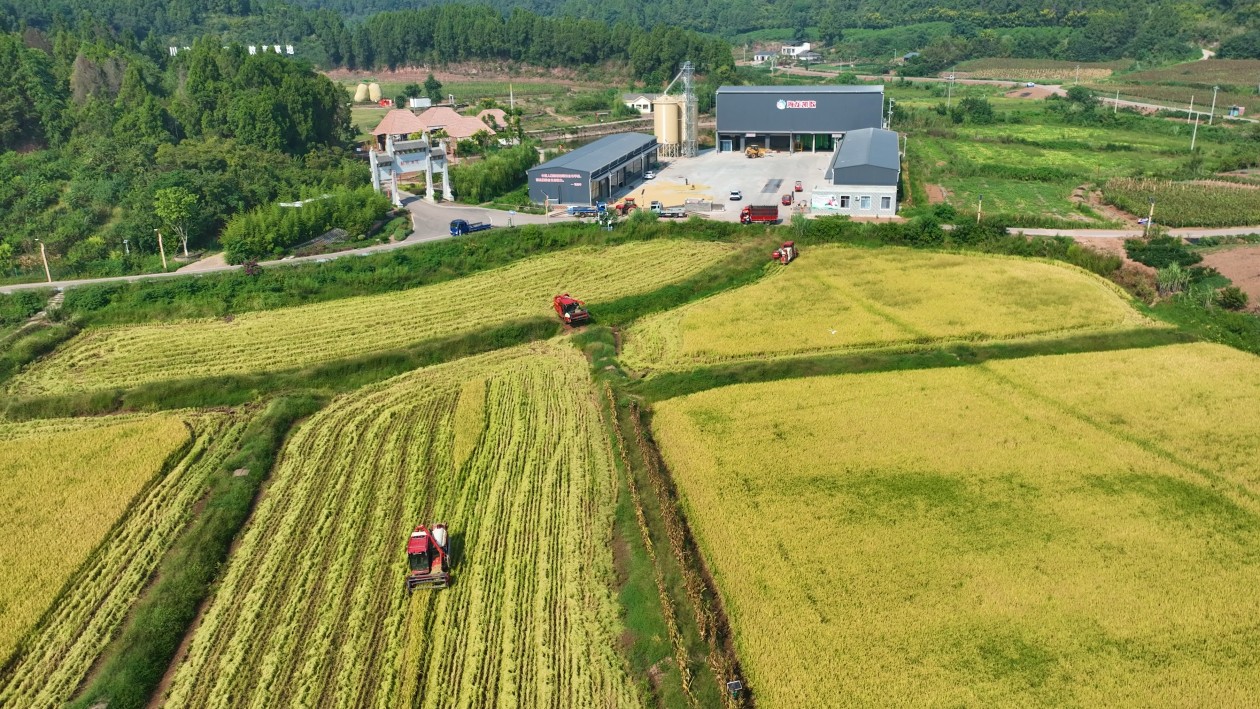 从田间到粮仓无缝衔接 常理镇海龙村“即收即烘即卖”秋收忙
