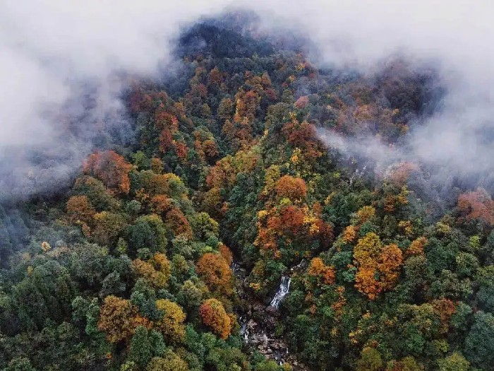 荥经彩林即将上线 成都出发2小时奔赴山野彩林